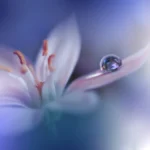 Close-up of a delicate Water Violet flower with soft purple and blue hues. A single water droplet rests on the edge of a petal, reflecting light.