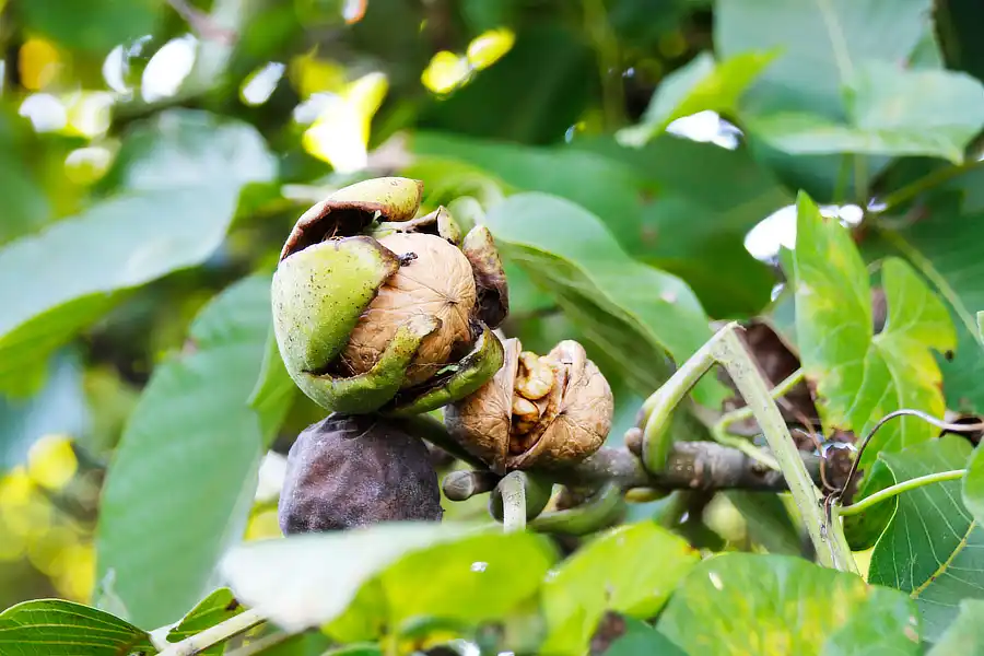 Close-up of a cracked walnut partially enclosed in its green husk, hanging from a tree branch.