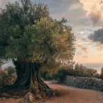 A large, ancient olive tree with a gnarled trunk stands beside a stone wall on a rocky path. The warm glow of the sunset illuminates the landscape, casting soft light on the tree and the surrounding area.