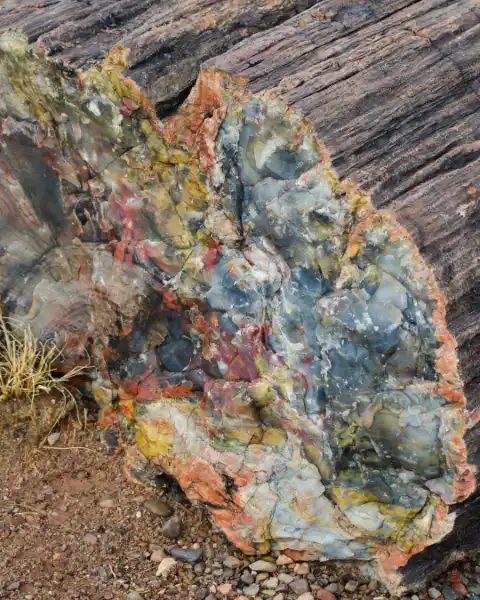 Kim Woods Magical Tools Crystal Petrified Wood Close-up of a petrified log with colorful minerals exposed, showing hues of orange, yellow, gray, and red.