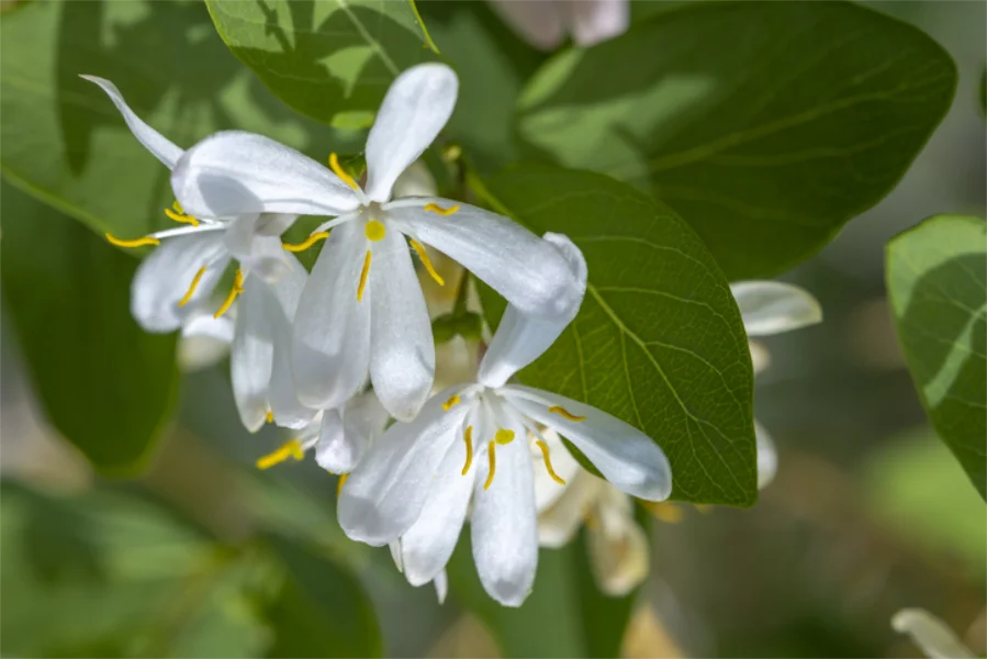 Kim Woods Magical Tools Spirit Animal Honeysuckle Cluster of small white honeysuckle flowers with yellow stamens, set against green leaves.