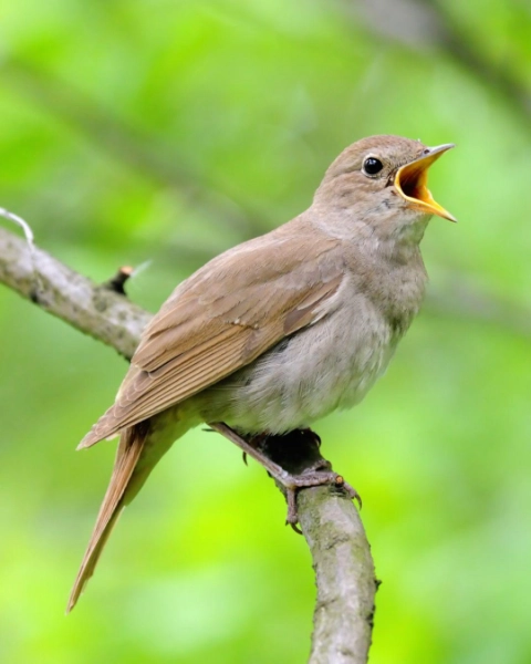 Kim Woods Magical Tools Spirit Animal Nightingale Brown nightingale perched on a branch, singing with its beak wide open against a blurred green background.