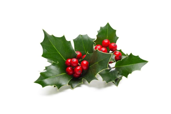A sprig of holly with glossy, dark green leaves that have sharp, pointed edges, and clusters of bright red berries. The background is pure white, making the vivid colors and details of the plant stand out clearly.