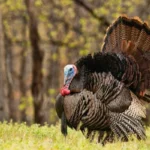 A wild male turkey, also known as a tom, stands in a grassy field with its tail feathers fully fanned out. Its plumage is iridescent with shades of brown, bronze, and black, and its head is blue with red wattles. Bare trees and soft greenery are visible in the background, suggesting a spring woodland setting.
