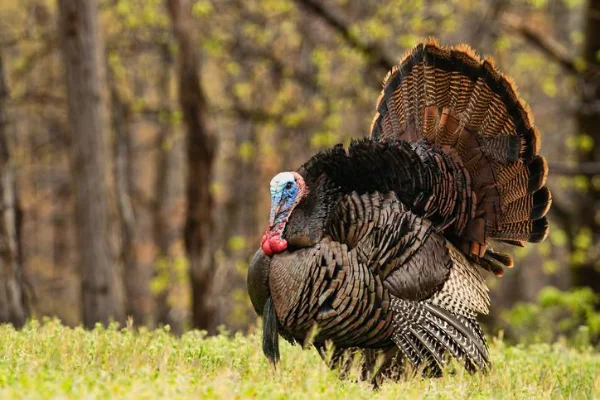 A wild male turkey, also known as a tom, stands in a grassy field with its tail feathers fully fanned out. Its plumage is iridescent with shades of brown, bronze, and black, and its head is blue with red wattles. Bare trees and soft greenery are visible in the background, suggesting a spring woodland setting.