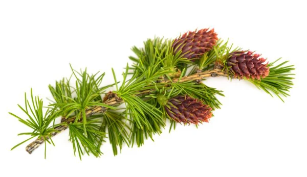 Kim Woods Master Astrologer July 2025 astrology forecast Larch Flower Essence A larch tree branch with vibrant green needle-like leaves and several small, reddish-purple pine cones, displayed against a white background.