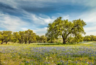 Kim Woods September 2025 Flower Essence Willow A mature willow tree standing in a wildflower-filled meadow under a blue sky with soft clouds, evoking serenity and emotional healing.