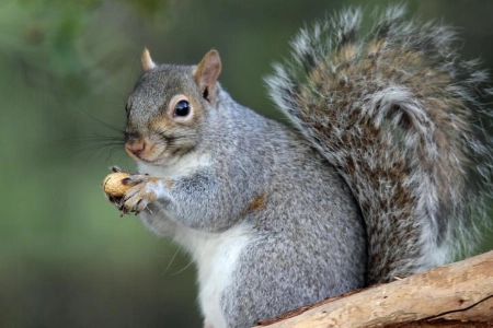 Kim Woods September 2025 Report Spirit Animal Squirrel A grey squirrel sitting on a tree branch holding a peanut, looking alert and engaged with its surroundings.