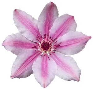 Kim Woods Floral Essence Clematis Close-up of a pink and white clematis flower with soft petals and visible stamens.