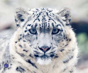 Kim Woods Spirit Animal Snow Leopard Close-up portrait of a snow leopard with pale fur and dark rosettes, looking directly at the camera.