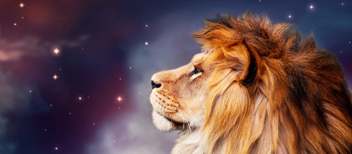 African lion and night in Africa. African savannah moonlight landscape, king of animals. Proud dreaming fantasy lion in savanna looking forward on stars. Majestic dramatic deep starry sky.